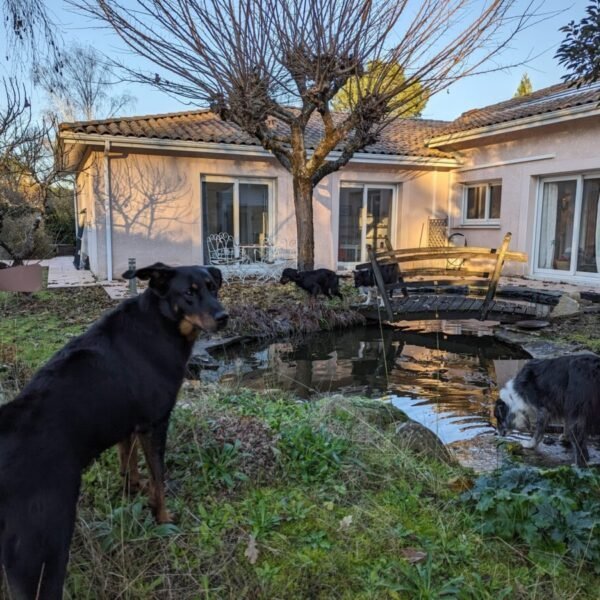 Jardin clos et bassin à poissons du Gîte et pension canine Jim et Otta dans les Landes à Mont de Marsan en Nouvelle Aquitaine