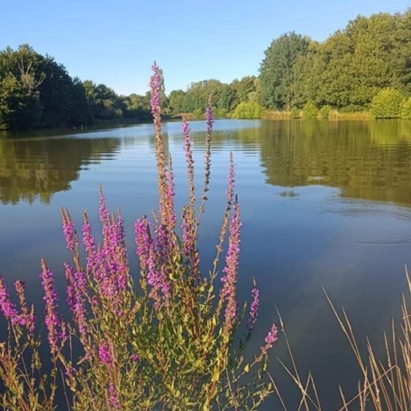 Etangs des Gîtes de la Montée Perdrix en Allier dans la région Auvergne Rhône Alpes à Toulon sur Allier