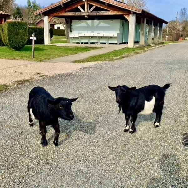 Cabras del camping Le Casties en Alto Garona.