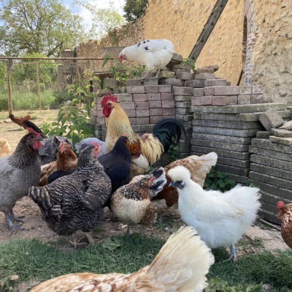 les poules du Gite de la Guignere dans le Loir et Cher à Boursay en Centre Val de Loire