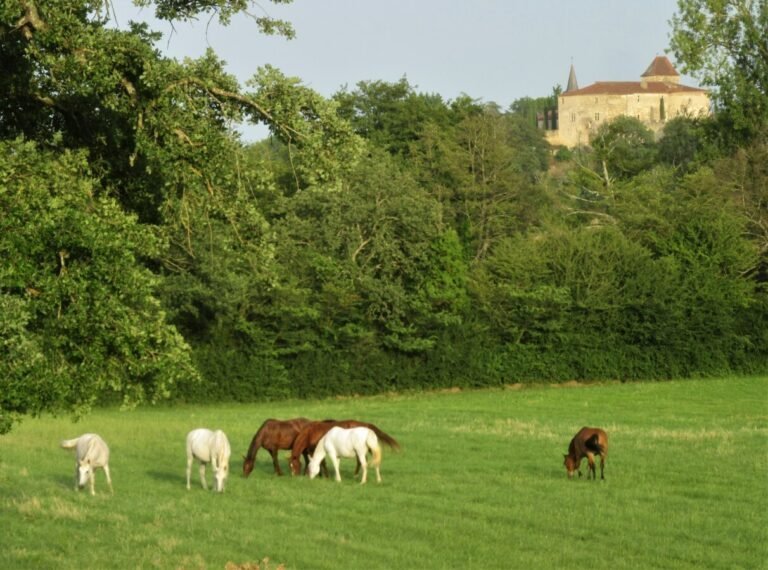 Chevaux des Gites La Ferme aux Chevaux dans le Gers à Bazian en Occitanie