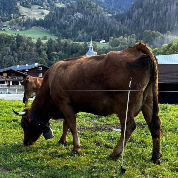 Vache dans les alpages proches de l'Hôtel Maison Doron en Savoie à Beaufort en région Auvergne Rhône Alpes