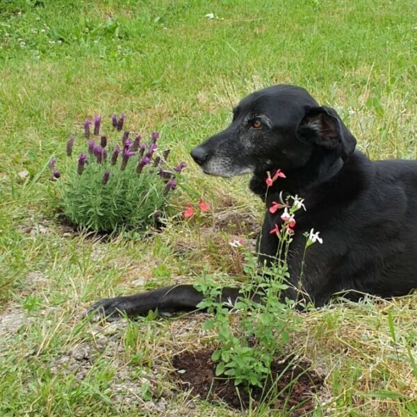 Chiens acceptés au Gîte La Belle au Calme dans la Forêt d'Argonne dans la Meuse en Grand Est à Futeau