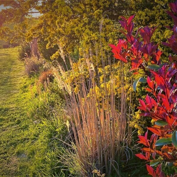 Nature autour des Ecogites de la Pierre le Matz dans les Pays de la Loire à Chauvé en Loire Atlantique