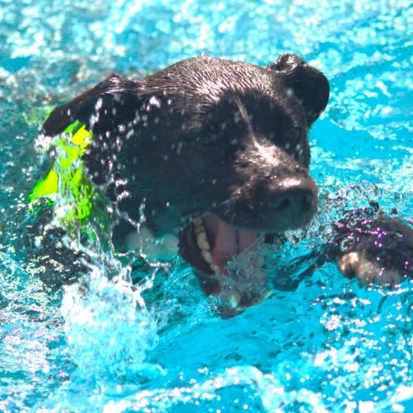 Chien qui joue dans l'eau au Centre Bel Air Park, Piscine pour chiens près de Toulouse et Montauban; Super Centre Canin en Haute Garonne