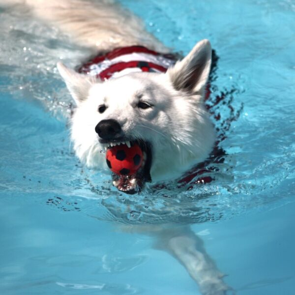 chien qui apprend à nager au Centre Bel Air Park, Piscine pour chiens près de Toulouse et Montauban; Super Centre Canin en Haute Garonne