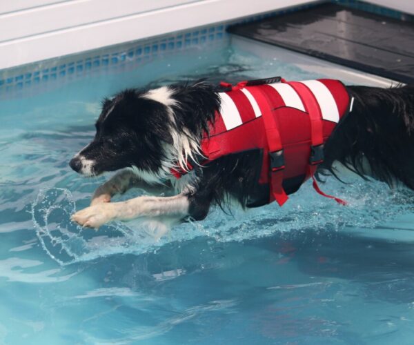 Centre Bel Air Park (Piscine pour Chiens)