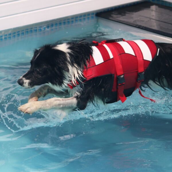 Centre Bel Air Park, Piscine pour chiens près de Toulouse et Montauban; Super Centre Canin en Haute Garonne