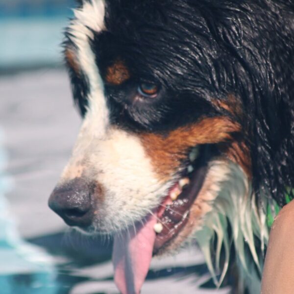 Chien acceptés au Centre Bel Air Park, Piscine pour chiens près de Toulouse et Montauban; Super Centre Canin en Haute Garonne