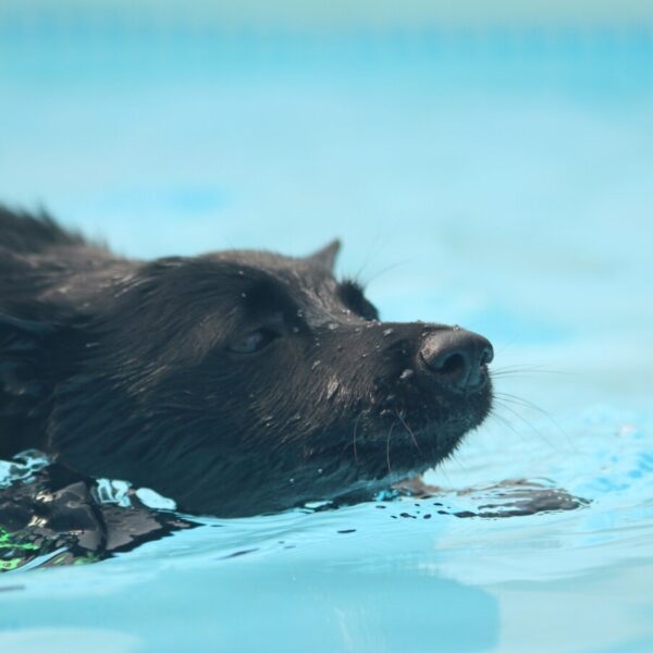 Chien qui nage au Centre Bel Air Park, Piscine pour chiens près de Toulouse et Montauban; Super Centre Canin en Haute Garonne