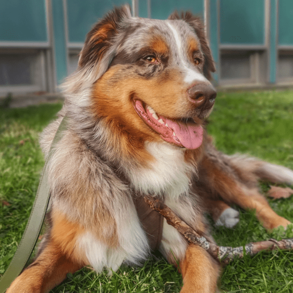 PatchGuard - Crèches canines et réseau de dogsitters professionnels