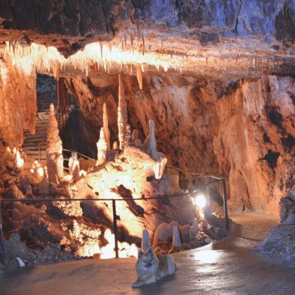 les chiens sont autorisés à Aven Grotte Forestière en Ardèche proche de Pont saint Esprit