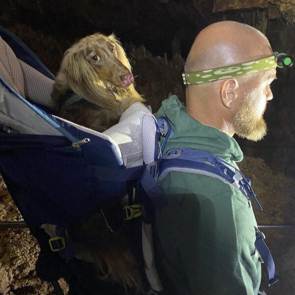 Chiens acceptés ( gratuitement) à Aven Grotte Forestière en Ardèche proche de Pont saint Esprit