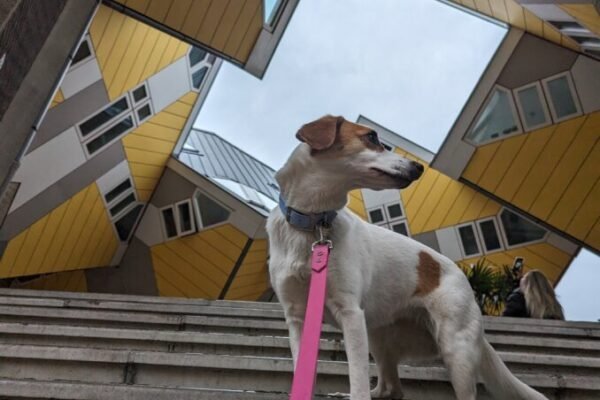 Maisons cubiques