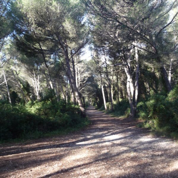 Bois des Aresquiers proche du Gîte La Golondrina dans l'Hérault à Frontignan Plage au bord de la Méditerranée