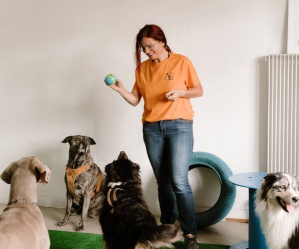 PatchGuard – Crèches canines et réseau de dogsitters professionnels