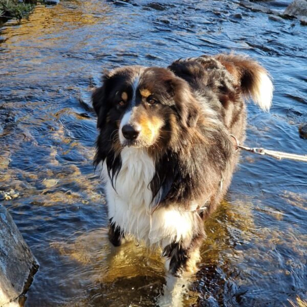 Pet sitting Emma'nimalis, Service de garde et promenade d'animaux sur site touristique dans les Pyrénées