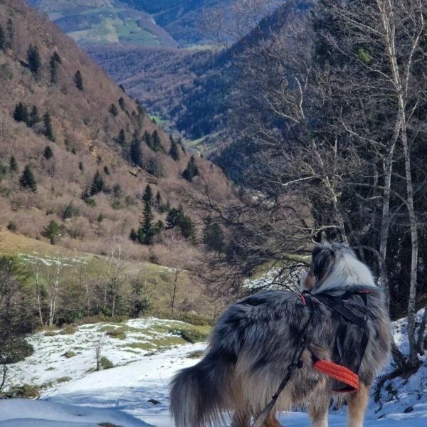 Pet sitting Emma'nimalis, Service de garde et promenade d'animaux sur site touristique dans les Pyrénées