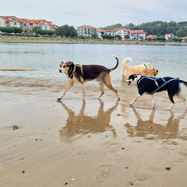 Pet sitting Emma'nimalis, Service de garde et promenade d'animaux sur site touristique dans les Pyrénées