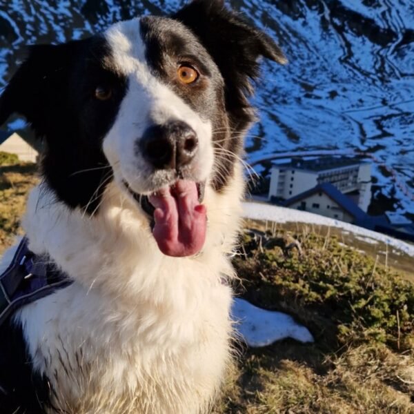 Pet sitting Emma'nimalis, Service de garde et promenade d'animaux sur site touristique dans les Pyrénées