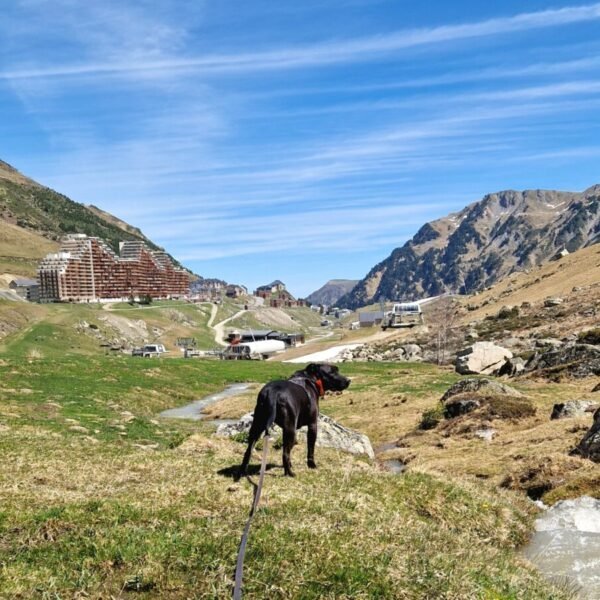 Pet sitting Emma'nimalis, Service de garde et promenade d'animaux sur site touristique dans les Pyrénées