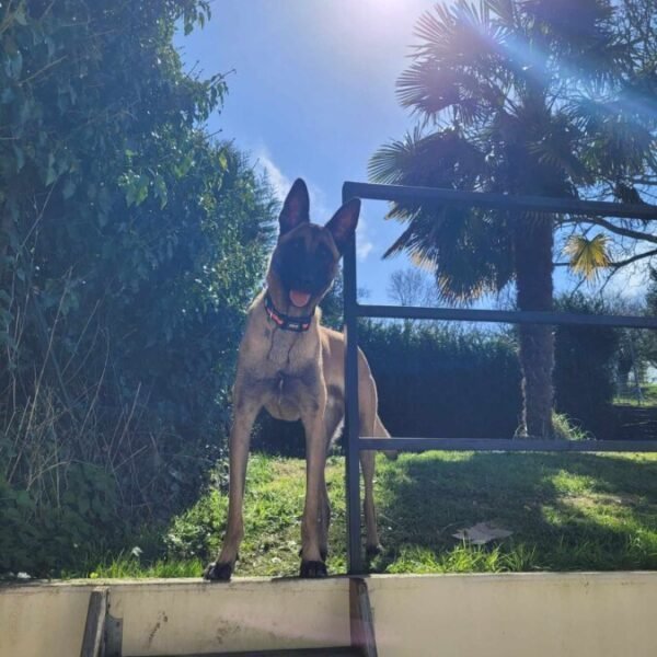 Chien dans le jardin clos du Gîte Les Malous dans la Baie de Somme proche du Crotoy et de St Valéry sur Somme