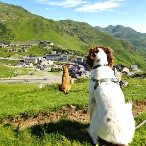 Pet sitting Emma'nimalis, Service de garde et promenade d'animaux sur site touristique dans les Pyrénées