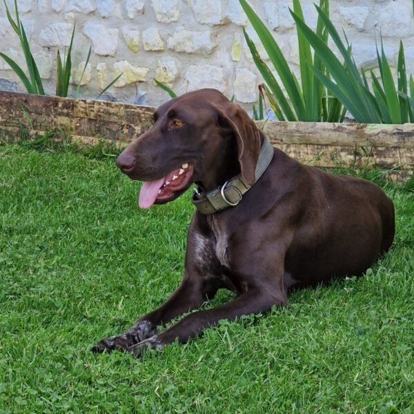 Chien dans le jardin clos du Gite Gaia à Lery en Normandie dans l'Eure