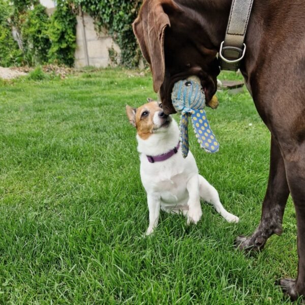 Chiens qui jouent dans le jardin clos du Gite Gaia à Lery en Normandie dans l'Eure