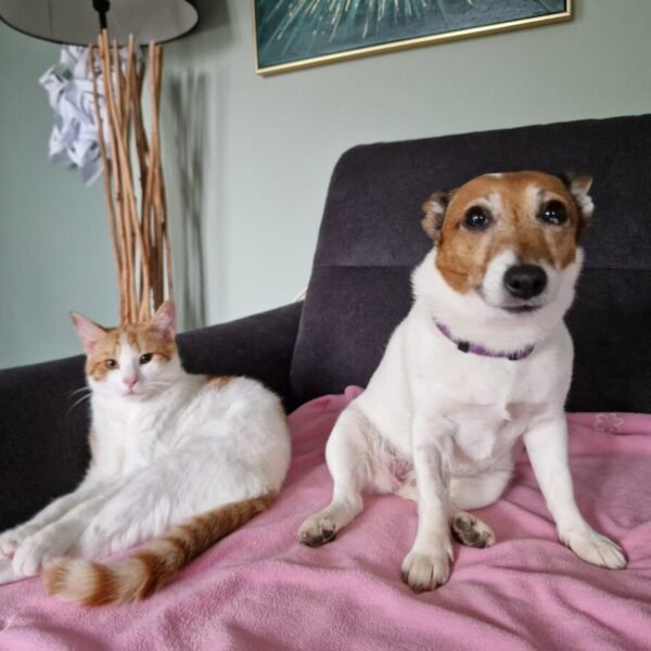 Chien et chat dans le Gite Gaia à Lery en Normandie dans l'Eure