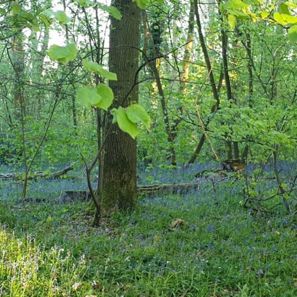 La nature près du Gite Gaia à Lery en Normandie dans l'Eure