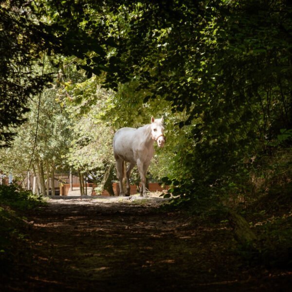 Forêt proche de la Demeures de Campagne - Domaine de Maffliers dans le Val D'Oise en Ile de France