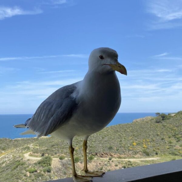 mouette à banyuls sur mer