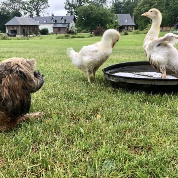 Chien et oies du Domaine de la Ferme de Fourges en Normandie dans l'Eure proche de Pont Audemer