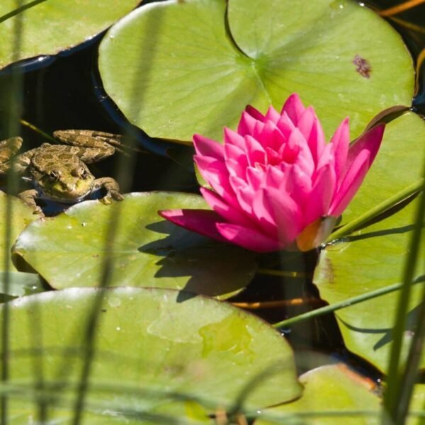 Nénuphar sur la piscine naturelle du Glamping Le Camp dans le Tarn et Garonne à Varen proche d'Albi