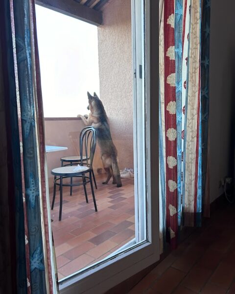 Chien sur la terrasse couverte des Gites Flovacances dans le Var sur la Cote d'azur à Roquebrune sur Argens