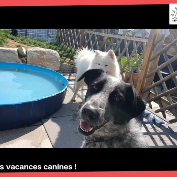 Centre Canin Educ'stucieux