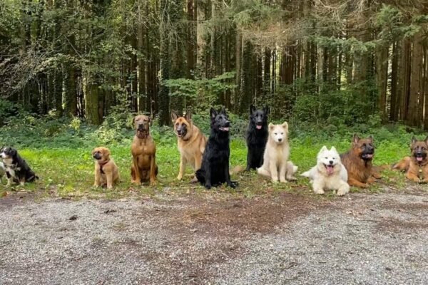Centre Canin Educ’stucieux