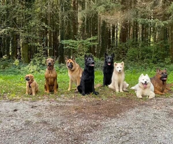 Centre Canin Educ’stucieux