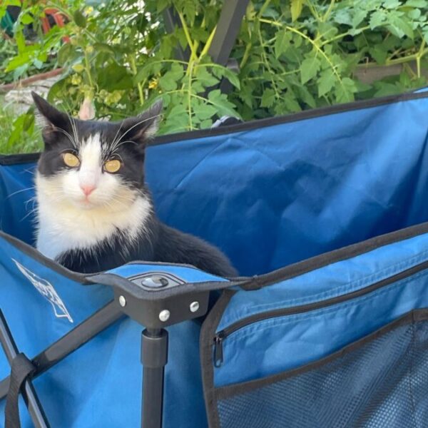 Chat dans son panier pour ses vacances au Gite La Petite Maison de Poses dans l'Eure près de Louviers en Normandie