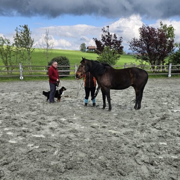 Centre Canin Educ'stucieux