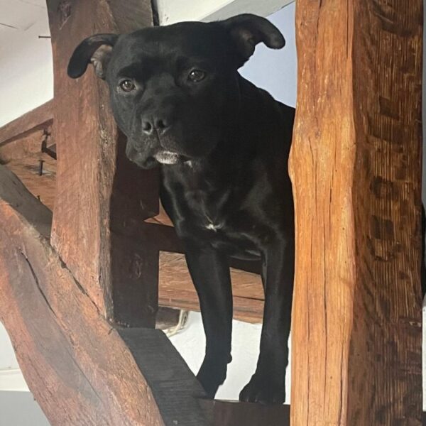 Chien en vacance dans le Gite La Petite Maison de Poses dans l'Eure près de Louviers en Normandie