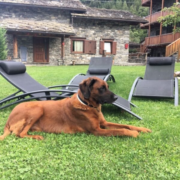 Chien dans le jardin de la Résidence Le Petit Cœur dans le Val d'Aoste en Italie dans les Alpes à La Salle