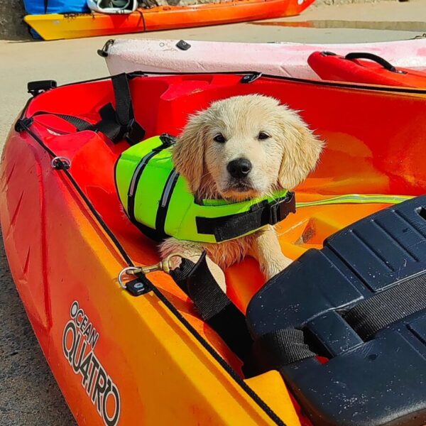 Chien dans un canoé avec Kayak Emeraude Aventure à St Malo en Bretagne en Ile et Vilaine