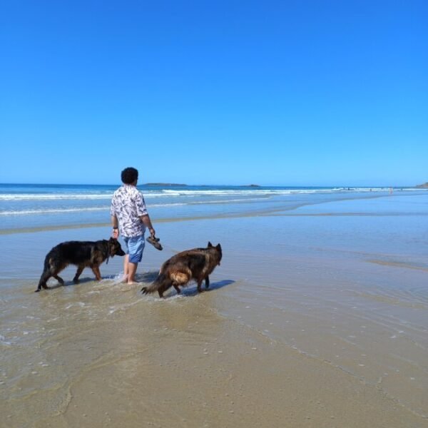 Promenade sur la plage pour les chiens des Gîtes de Kervarc'h en Bretagne dans le Morbihan à Erdeven