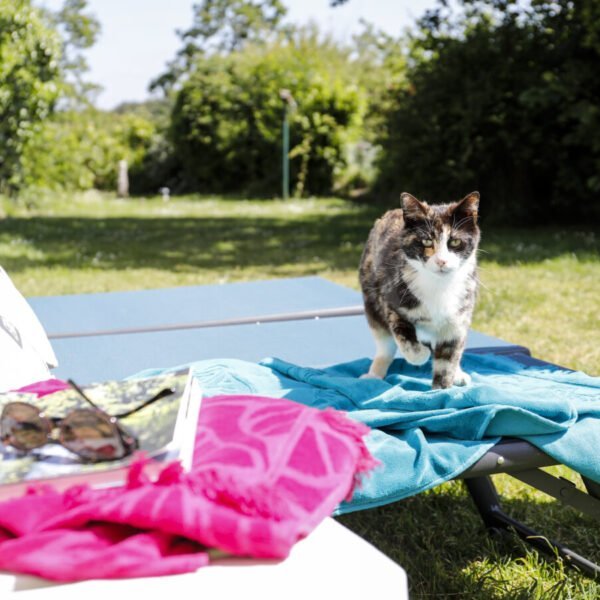 Chat dans le jardin des Gîtes de Kervarc'h en Bretagne dans le Morbihan à Erdeven