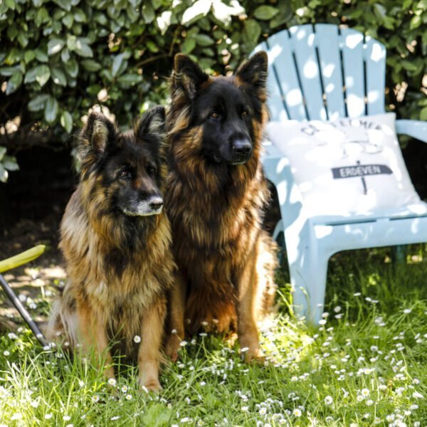 Les chiens des Gîtes de Kervarc'h en Bretagne dans le Morbihan à Erdeven