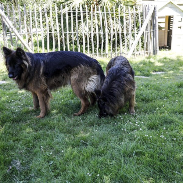 Les chiens des Gîtes de Kervarc'h en Bretagne dans le Morbihan à Erdeven