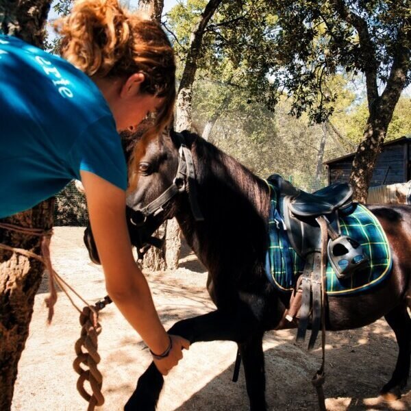 Pansage du poney pour la ballade à poney du Domaine de la Bergerie dans le Var