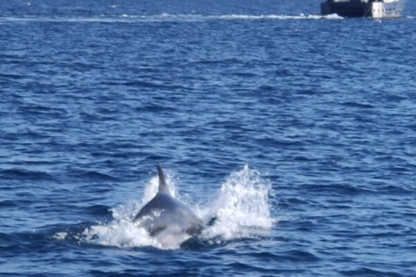 Bateau l’Azur – Observation des Dauphins